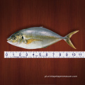 Medida de régua de peixe de 40 polegadas